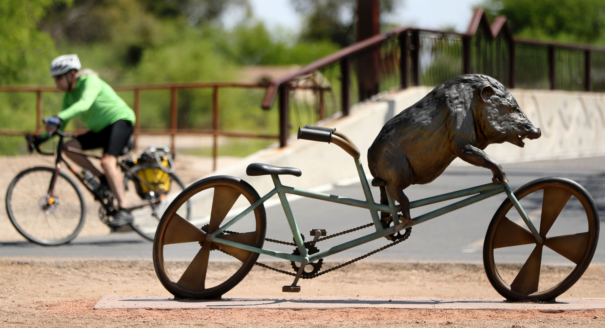 Tucson's bicycle-riding javelina sculpture taken down after damage